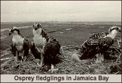 Osprey fledglings
