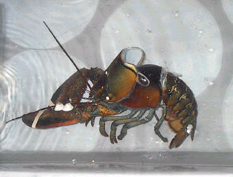 lobshed1