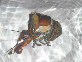 lobshed2