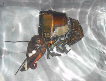lobshed3