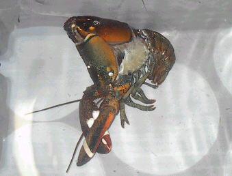 lobshed4