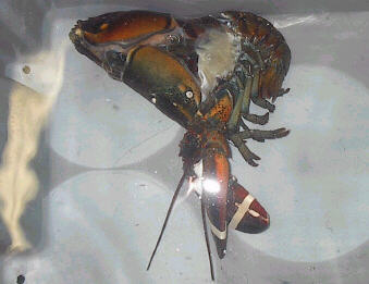 lobshed5