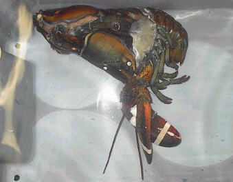 lobshed6