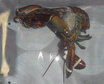 lobshed7