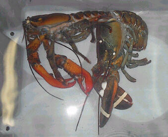 lobshed8